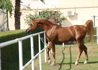 ghazal-al-jamal-horse-image