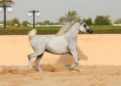 louna-gca-horse-image-02