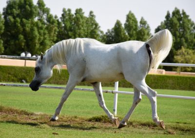 sa-al-raadiya-horse-image-04