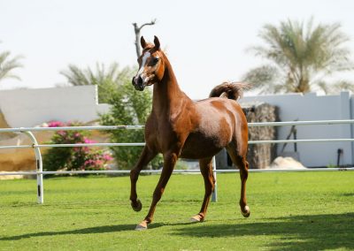 joud-al-firas-horse-image-main-2